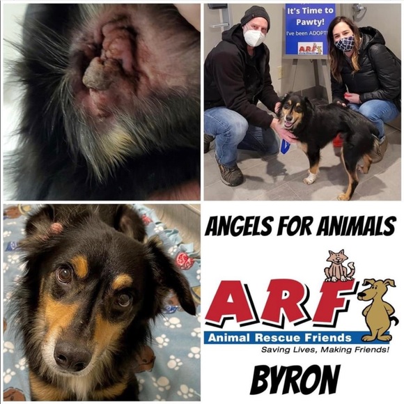 15% of my sales go to: Berea Animal Rescue & Angels for Animals Medical Fund 🐾 - Picture 16 of 17